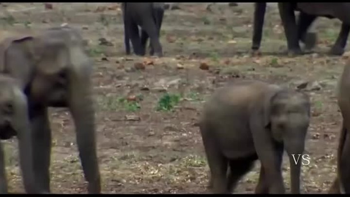 O Grande Encontro dos Elefantes Asiáticos   Dublado [HD] Documentário Completo