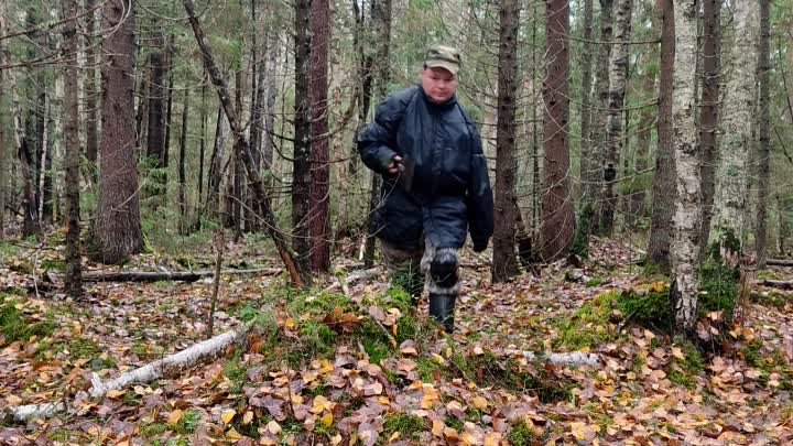 Сажаю Сибирские  кедры🌲на Вологодчине. 20.10.2022г