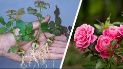 The method of growing roses from buds the whole world does n...
