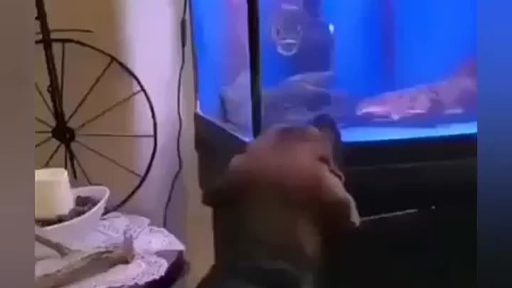 Рыбка кажется недовольна, что собаку привели в дом