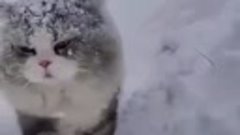 *** Как реагируют кошки на снег ... По - разному ... Смотрит...
