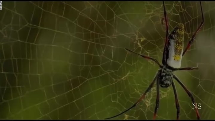 As Aranhas incríveis da Natureza