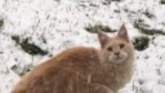 Кремовый кот мейн-кун 8 месяцев