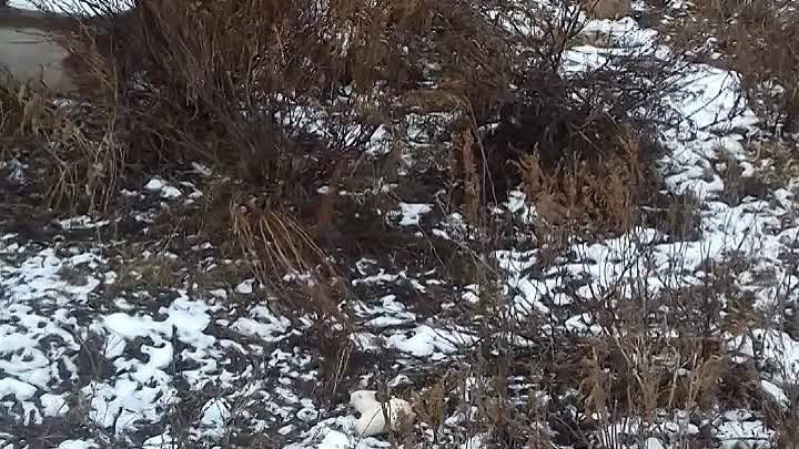 СО Рассвет мастер Козлов А.В. он же член правления разграбливает коо ...