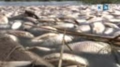 Массовая гибель рыбы: назван виновник