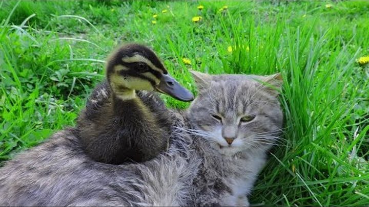 Гуся кот фото Гуся кот фото