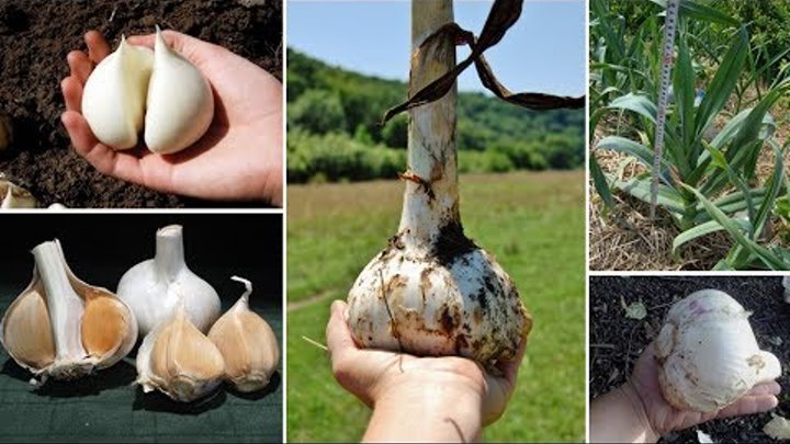 Причесночный лук рокамболь описание фото Причесночный лук рокамболь описание фото