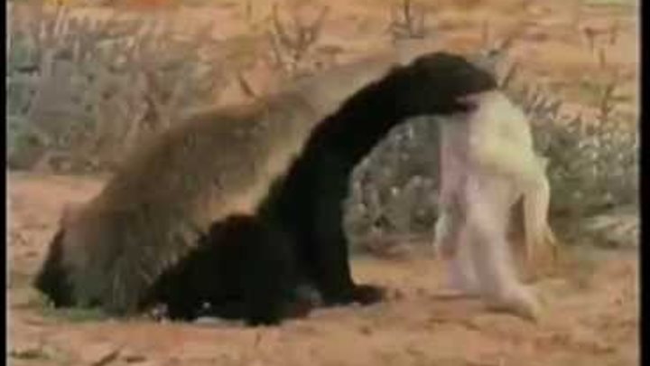 Медоед животное фото против льва видео Медоед животное фото против льва видео