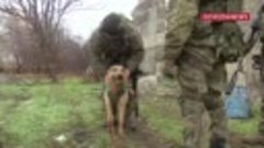 🐶Пес морских пехотинцев с позывным «Бандит» несет службу вм...