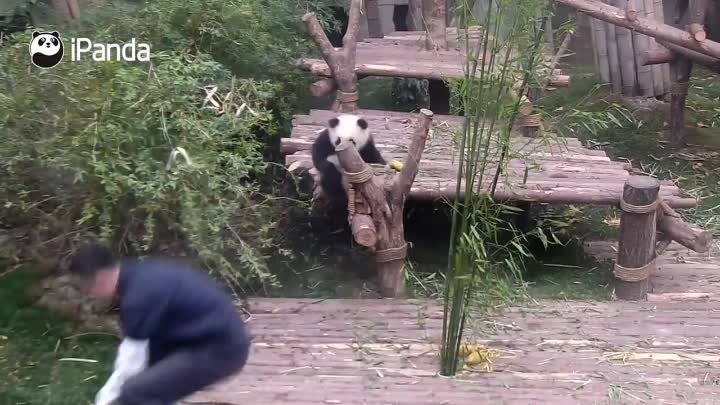 Панда хочет обнимашек с няней, но няня работает