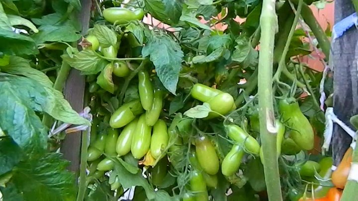 Фляшен томат описание фото отзывы характеристика Фляшен томат описание фото отзывы характеристика