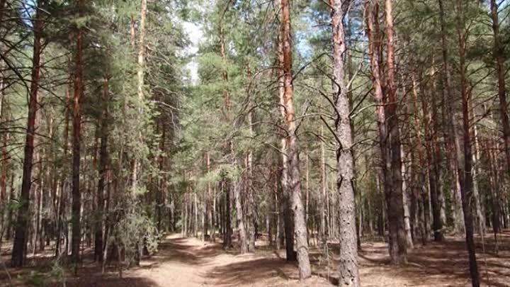 Гамалеевский лес - край чудес (с. Гамалеевка)
