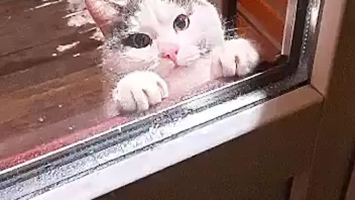 Котик любит баню