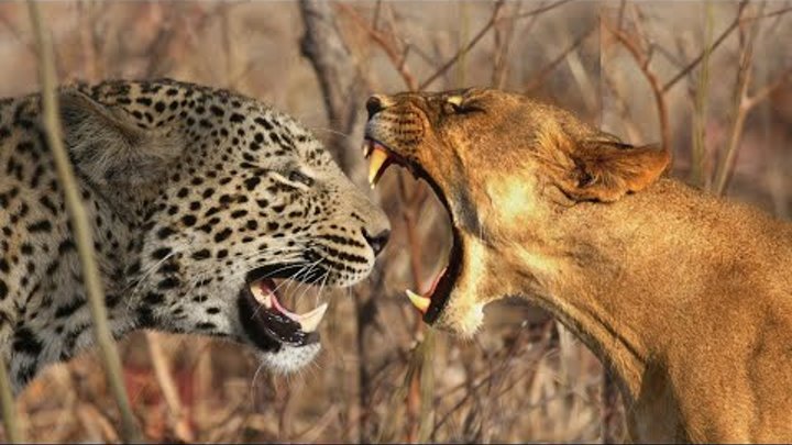 Леопард против пумы. Кто сильнее пума или леопард?