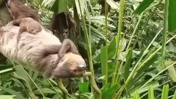 Мама с малышом ленивцы