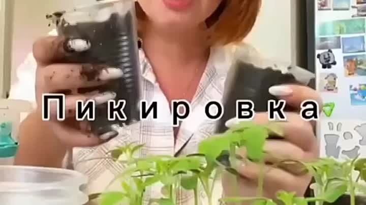 Пикируем томаты 🍅

Дачные идеи