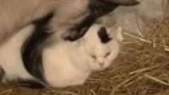 Кот и коза полюбили друг друга в приюте Даллакяна
