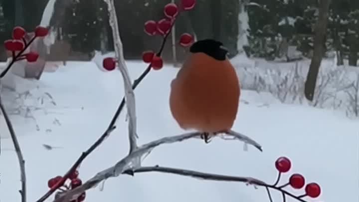 Вы слышали, как поёт снегирь? Нет? Послушайте! ❄🐦😍 Покажите детям!