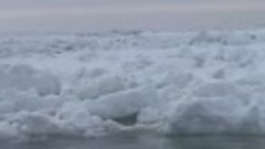 Северные обитатели на нашей льдине