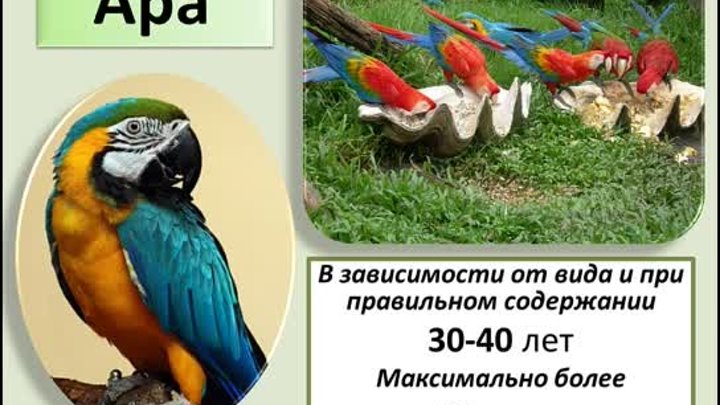 Гибридизация и размножение вьюрковых птиц
