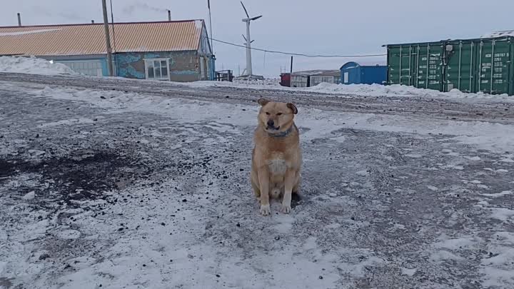 Метеостанция, Чукотка❤ подсобные работы: снос угля в углярку