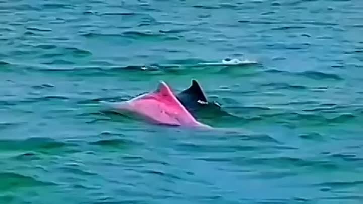 Чудо природы. Розовые дельфины.