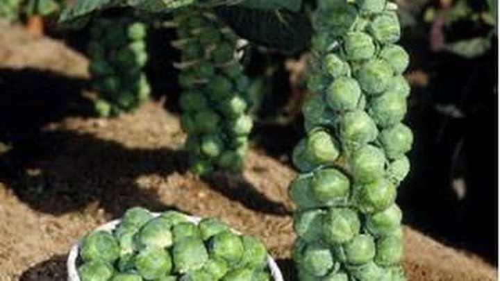 Брюссельская капуста на огороде фото Брюссельская капуста на огороде фото