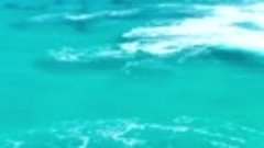 Дельфины катаются на серфинге в Эсперансе, Западная Австрали...
