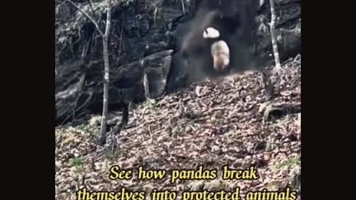 смешные панда