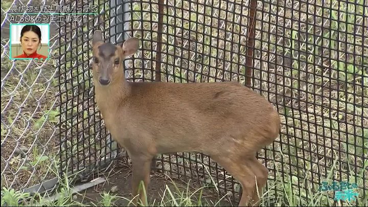 ふるさとの未来 動画 ふ警備・セキュリティサービスを行うＡＬＳＯＫが野生鳥獣を捕獲 | 2022年12月7日