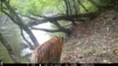 Мама тигр со своими тигрятами
