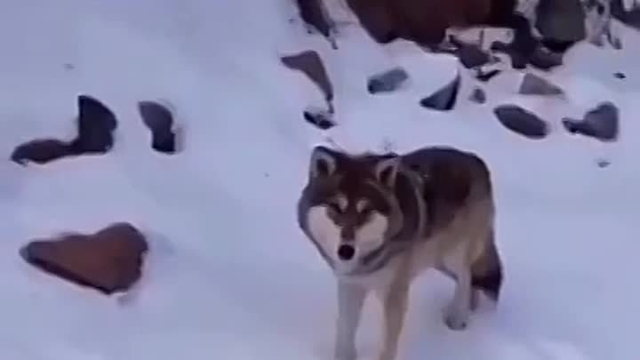 Не бойся, ты же волк!