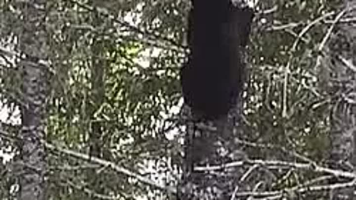 Причина, по которой лучше не лезть на дерево при встрече с медведем