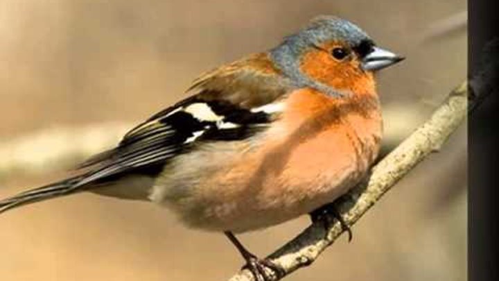 Птицы отряда воробьиных фото Птицы отряда воробьиных фото