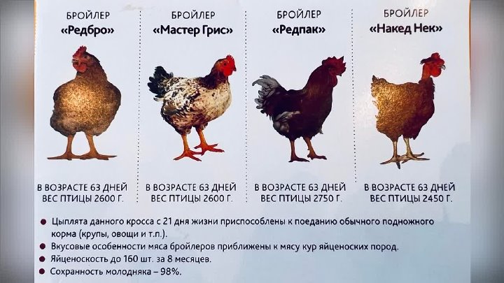 Редбро порода кур описание фото характеристики Редбро порода кур описание фото характеристики