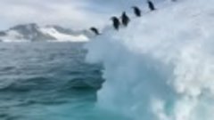Вот так отважно ныряет Пингвины с Айсберга. 