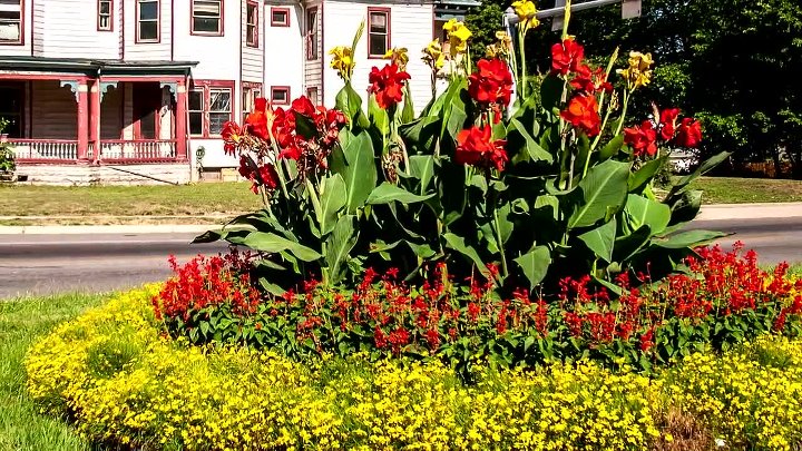 Кана цветы фото на клумбе Кана цветы фото на клумбе