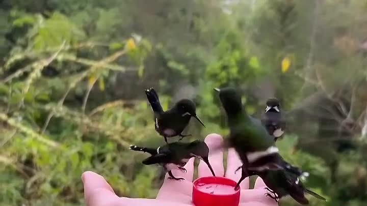 прекрасные  колибри