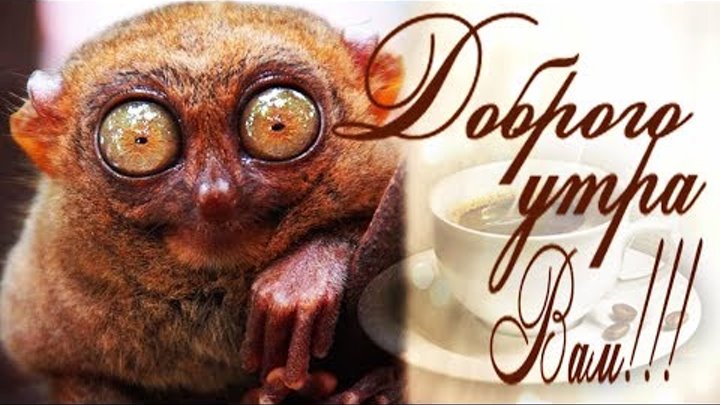 Прикольные картинки с добрым утром девушке ржачные Прикольные картинки с добрым утром девушке ржачные