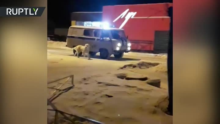 Уральские алабаи настолько суровы, что сопровождают даже полицию!