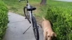 Езда на велосипеде с ездовой собакой