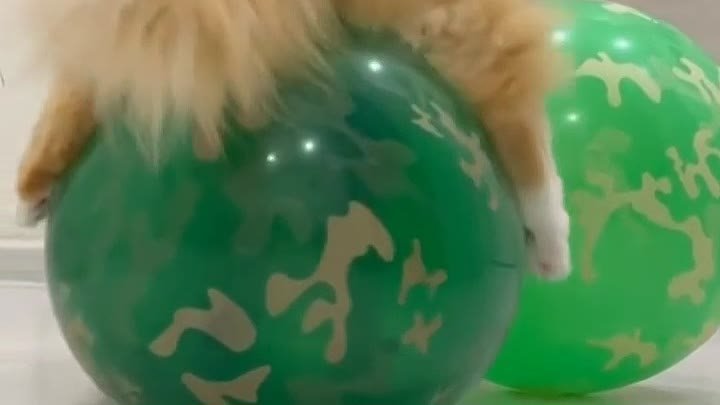 Котейка на шаре