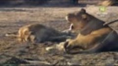 «Страна львов» (13 серия) (Реальное ТВ, природа, животные, 2...