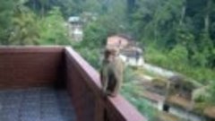 обезьяна на балконе