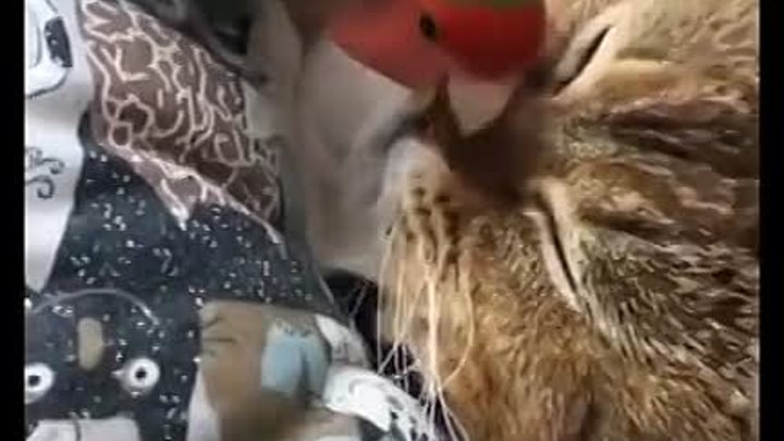 Обалденно смешные кошки! Подборка приколов с котами и кошками