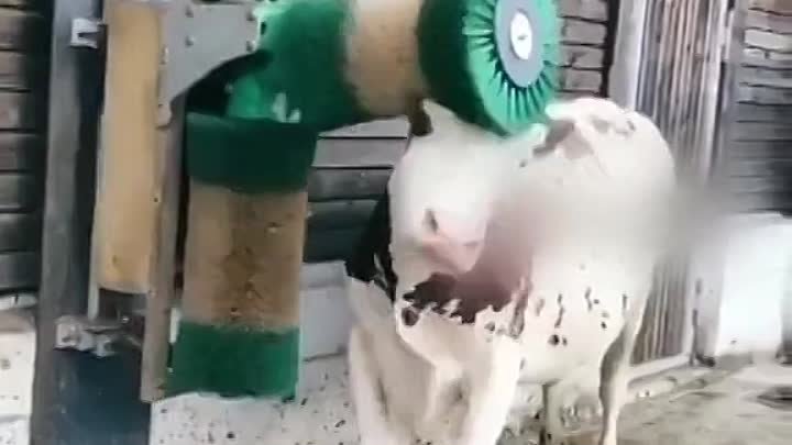 Коровий массаж