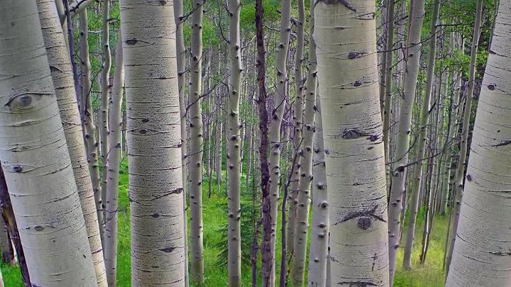 Осина фото дерева где растет Осина фото дерева где растет