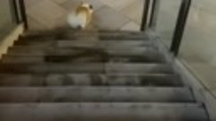 Корги спускается по лестнице
