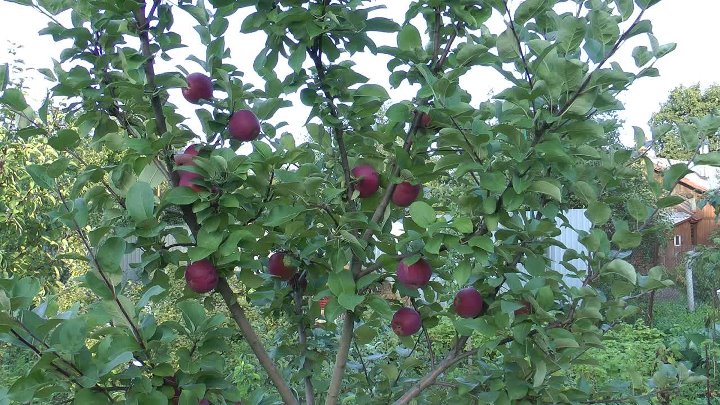 Подарок графскому яблоня отзывы фото Подарок графскому яблоня отзывы фото