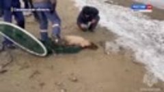 Сотрудники МЧС спасли сивуча на берегу Охотского моря
